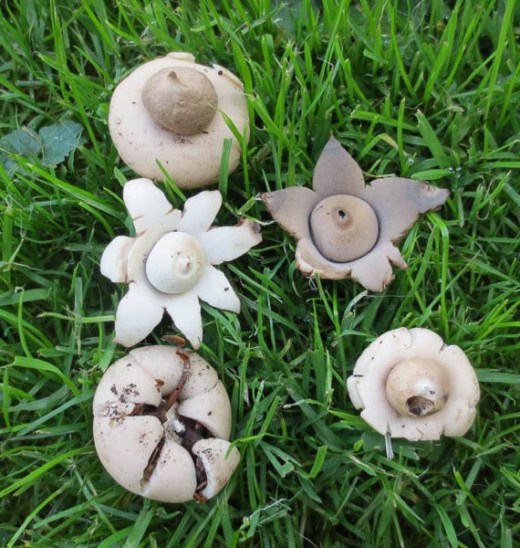 Geastrum fimbriatum Geastrum fimbriatum